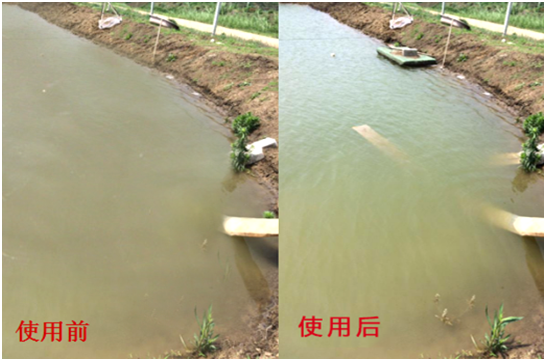 渾濁水、對(duì)蝦吃料差怎么處理？
